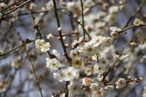 相模原北公園の梅林