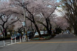 再整備が検討されている市役所さくら通り