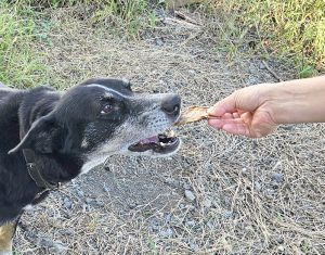 竹内夫妻の愛犬ハムもお気に入りのシカジャーキー