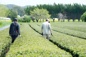 愛川茶畑