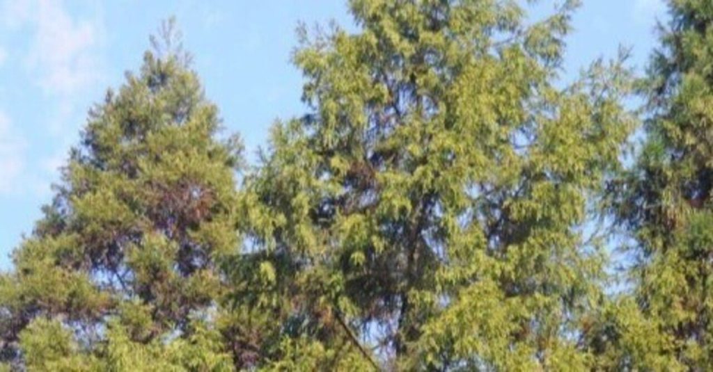 県内スギ・ヒノキ花粉、来年春は「やや多い」見通し― 着花量調査で高水準、猛暑と前年影響が複合 ―