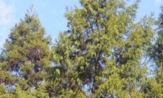 県内スギ・ヒノキ花粉、来年春は「やや多い」見通し― 着花量調査で高水準、猛暑と前年影響が複合 ―