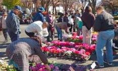 相模原市で農畜産物共進会と花の販売会　12月1日に開催―― シクラメン・パンジーを市内生産者が出品