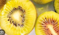 相模原市産キウイフルーツ、ブランド名掲げ市民朝市で特別販売へ