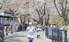 原晋監督が号砲、EKIDEN部門も新設　桜2500本の中を駆ける　「さがみ湖さくらラン＆ウォーク」開催へ